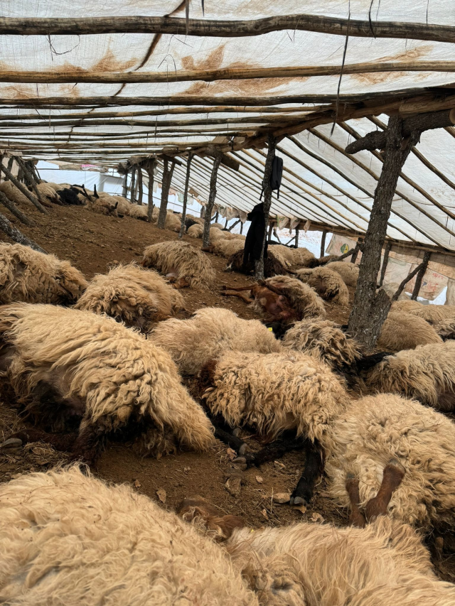 150 koyun havasızlıktan öldü