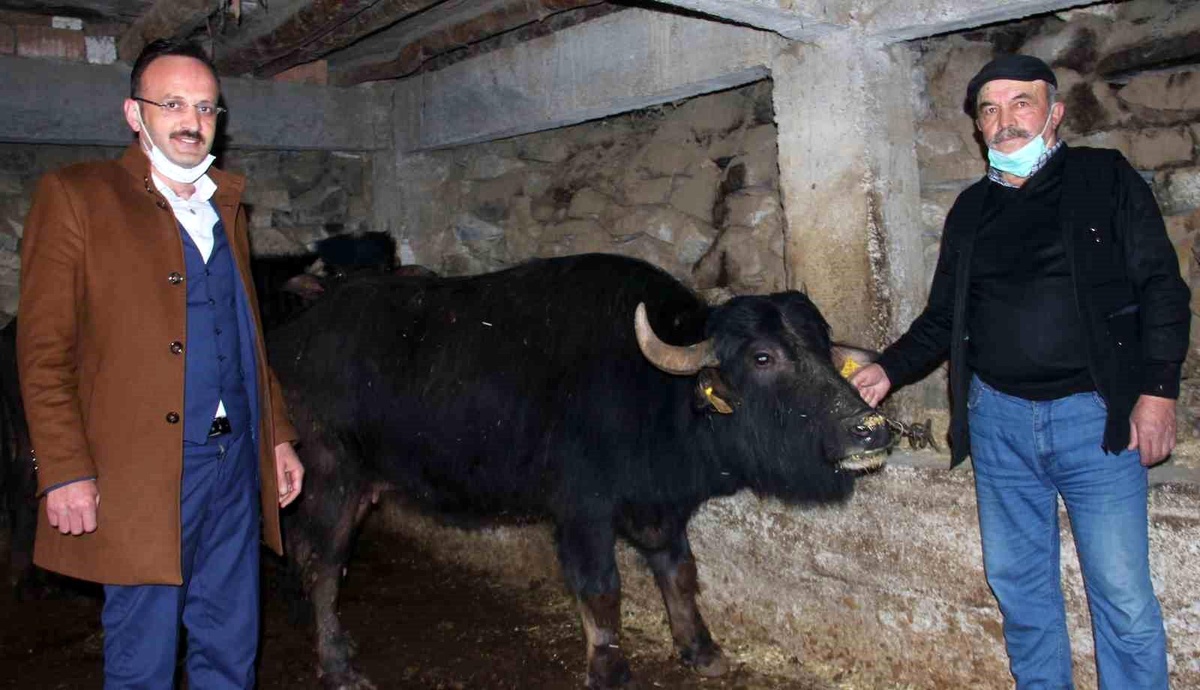 Giresun\'da Manda Yetiştiricilerine Destek Ödemesi