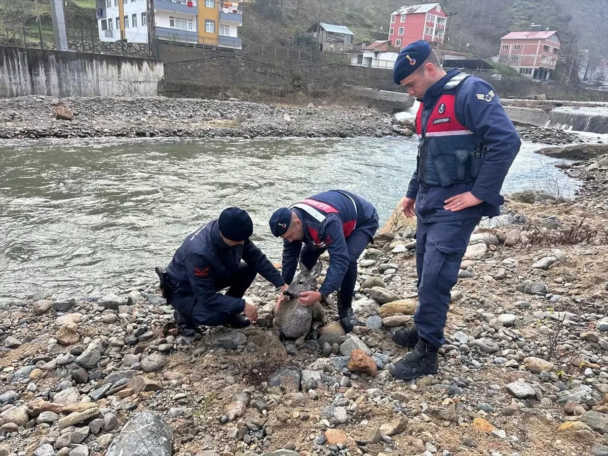 Yaralı Karaca Kurtarıldı