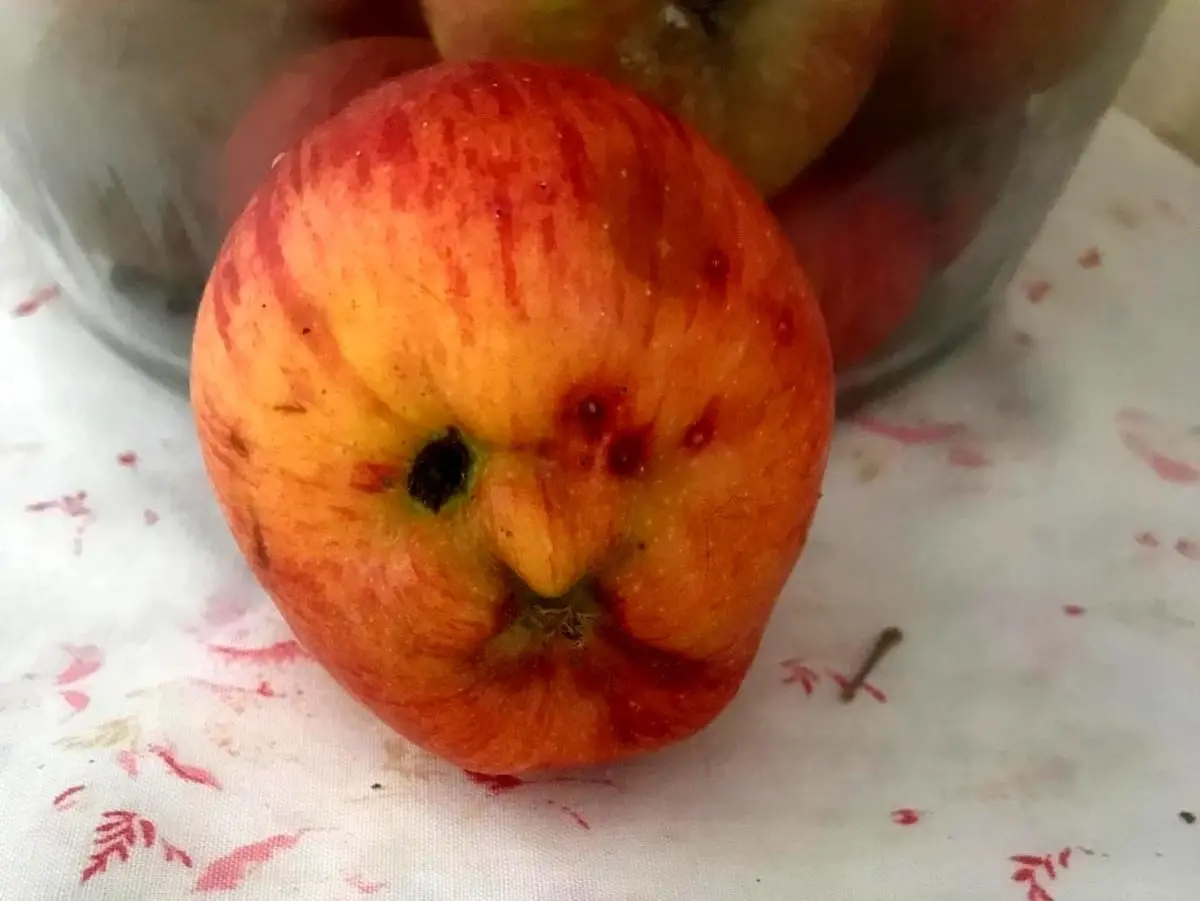 Hakkari\'de İnsan Yüzlü Elma Şaşırttı