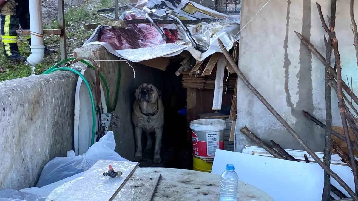 Gölcük\'te Bağ Evinde Yangın Çıktı, Köpek Evi Terk Etmedi