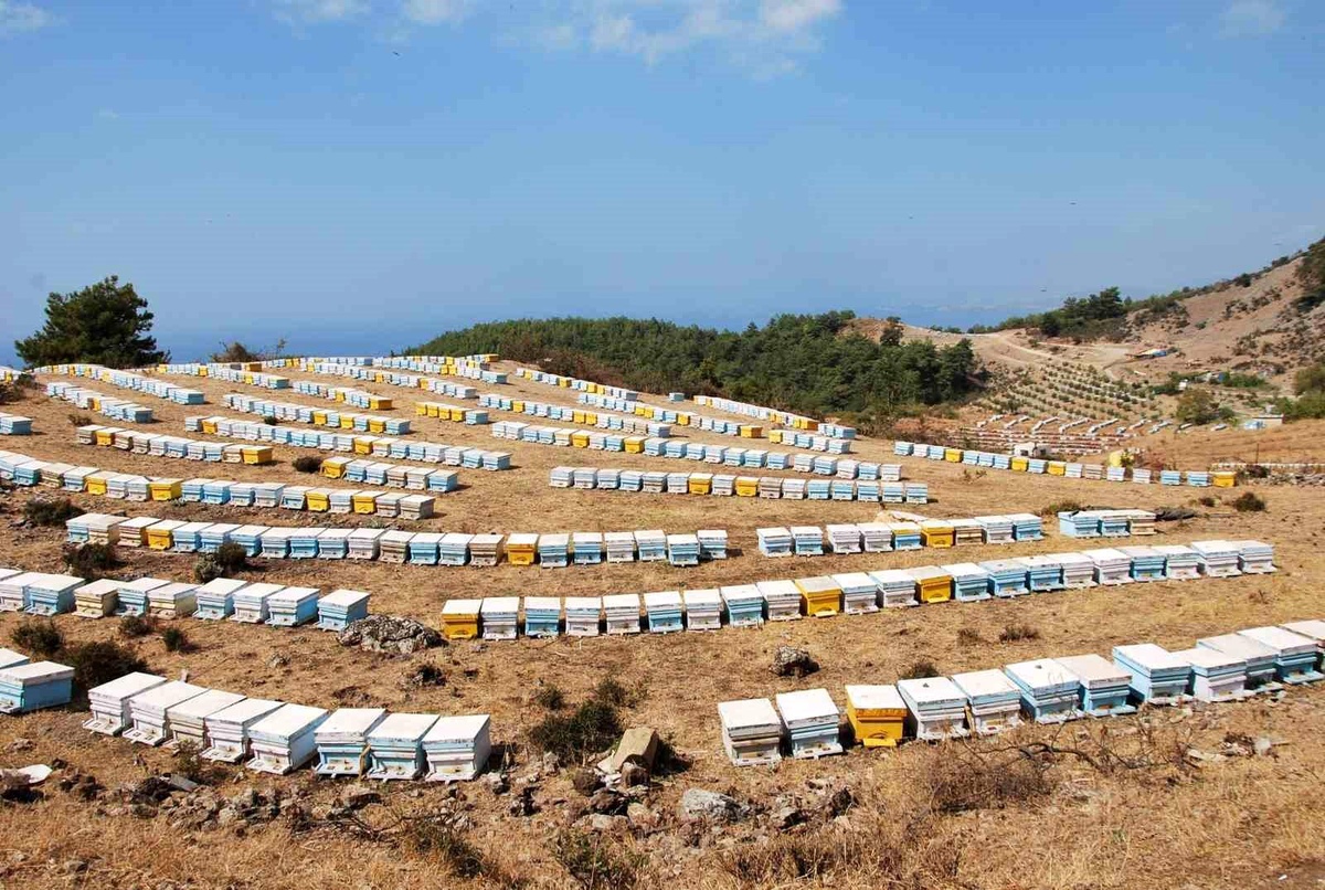 Söke\'de Arıcılara 6.7 Milyon TL Destek