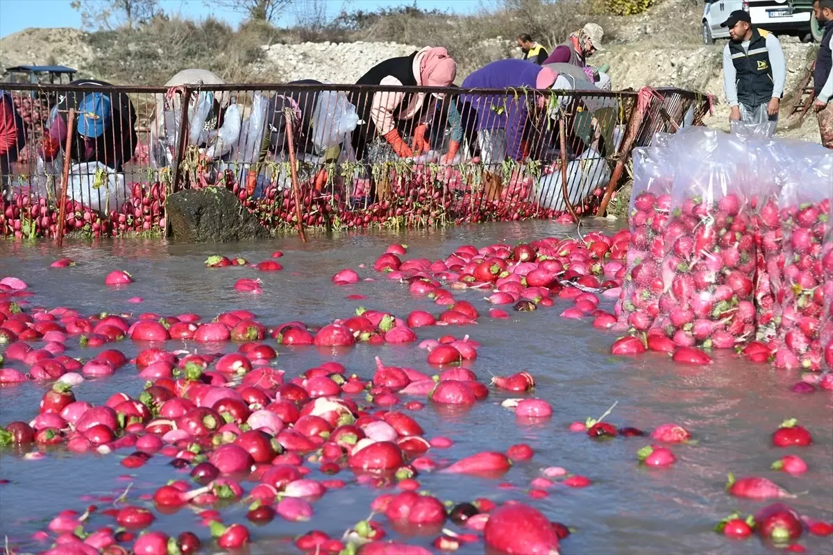 Kadirli Turpu Hasadı Başladı