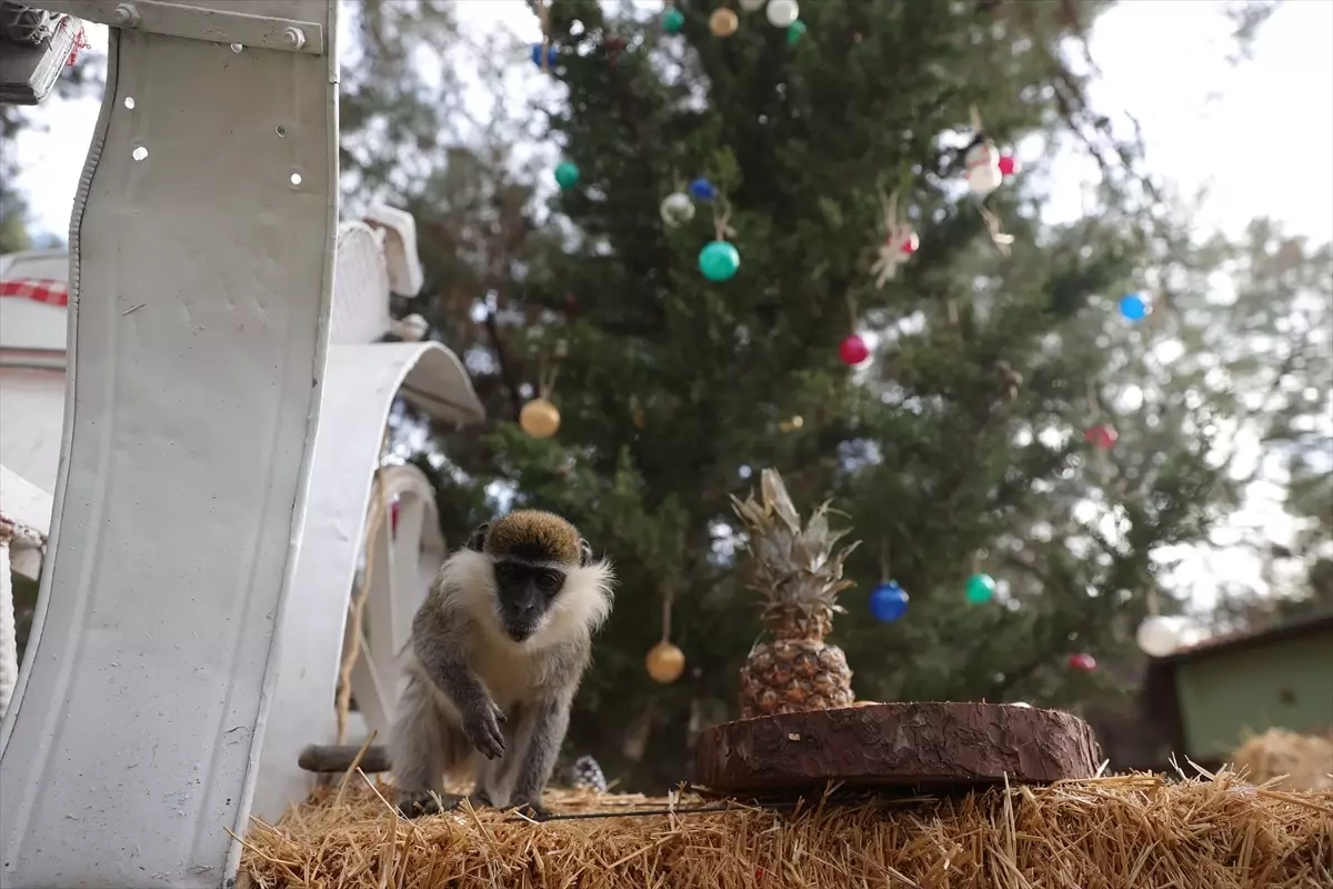 Antalya Doğal Yaşam Parkı Yeni Yıla Hazır