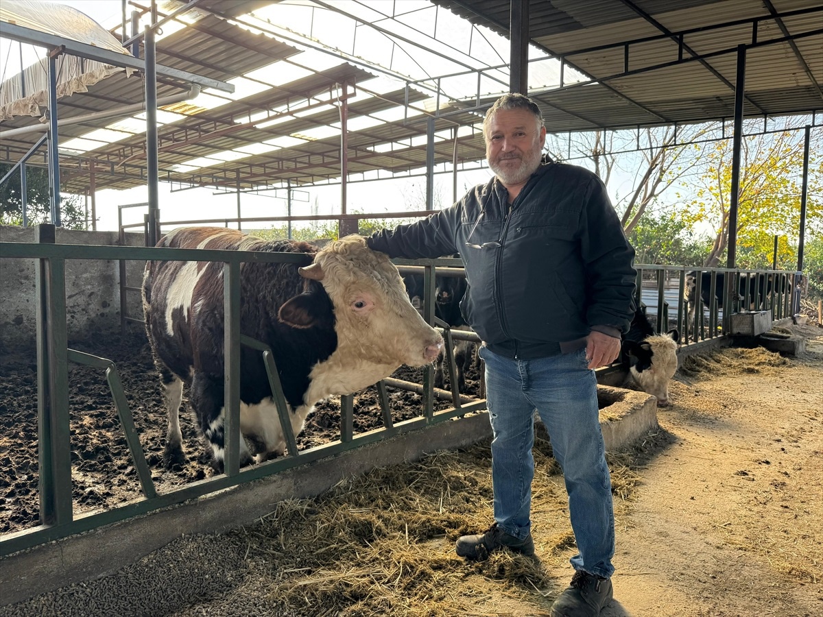 Dana saldırdı, besici yara almadan kurtuldu