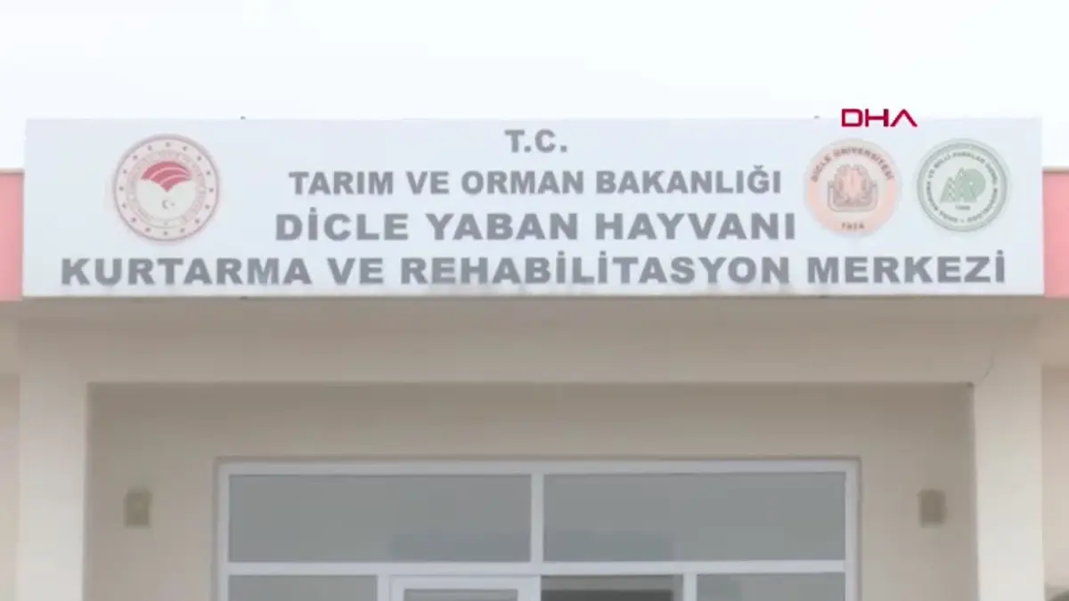 Diyarbakır\'da Yaban Hayvanları Rehabilitasyonunda Başarı: 304 Hayvan Doğaya Salındı