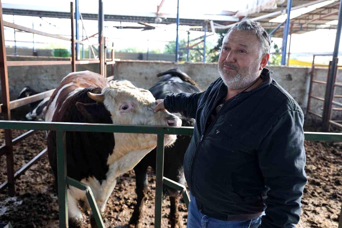 Boğanın Saldırısında Hayatta Kaldı