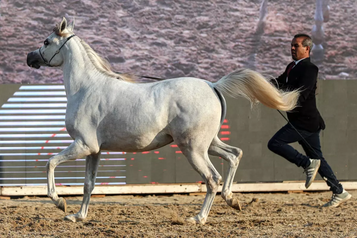 Kahire\'de At Güzellik Yarışması Başladı