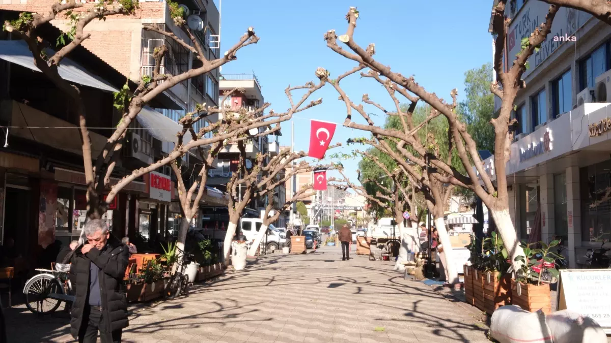 Aydın\'da Sevgi Yolu\'nda Estetik Budama Çalışmaları Tamamlandı