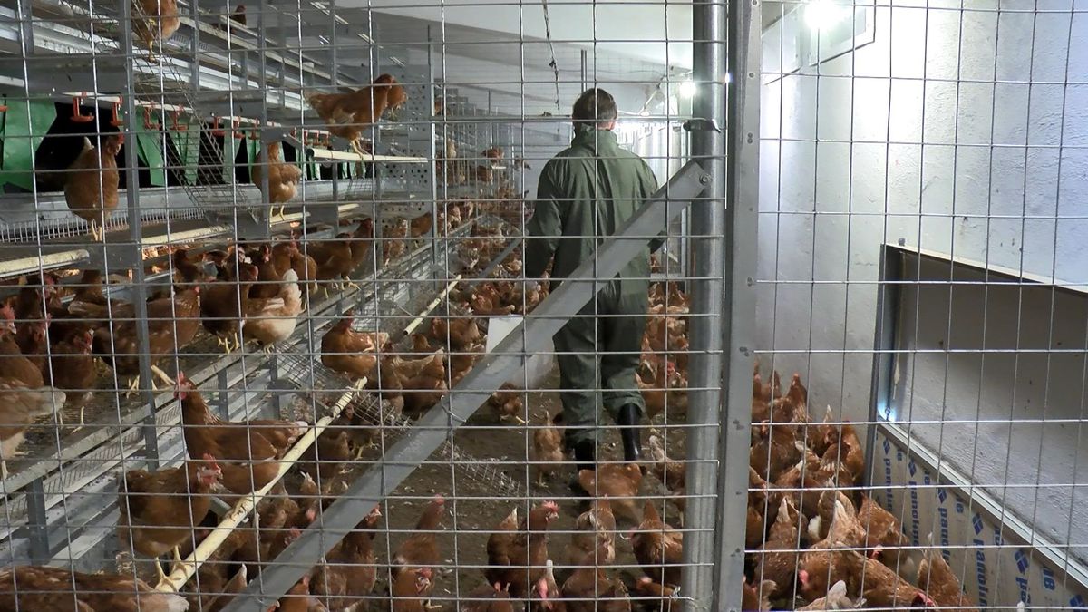 BUÜ tarafından uygulanacak sistemle \'özgür tavuklar\', kaliteli yumurta üretecek