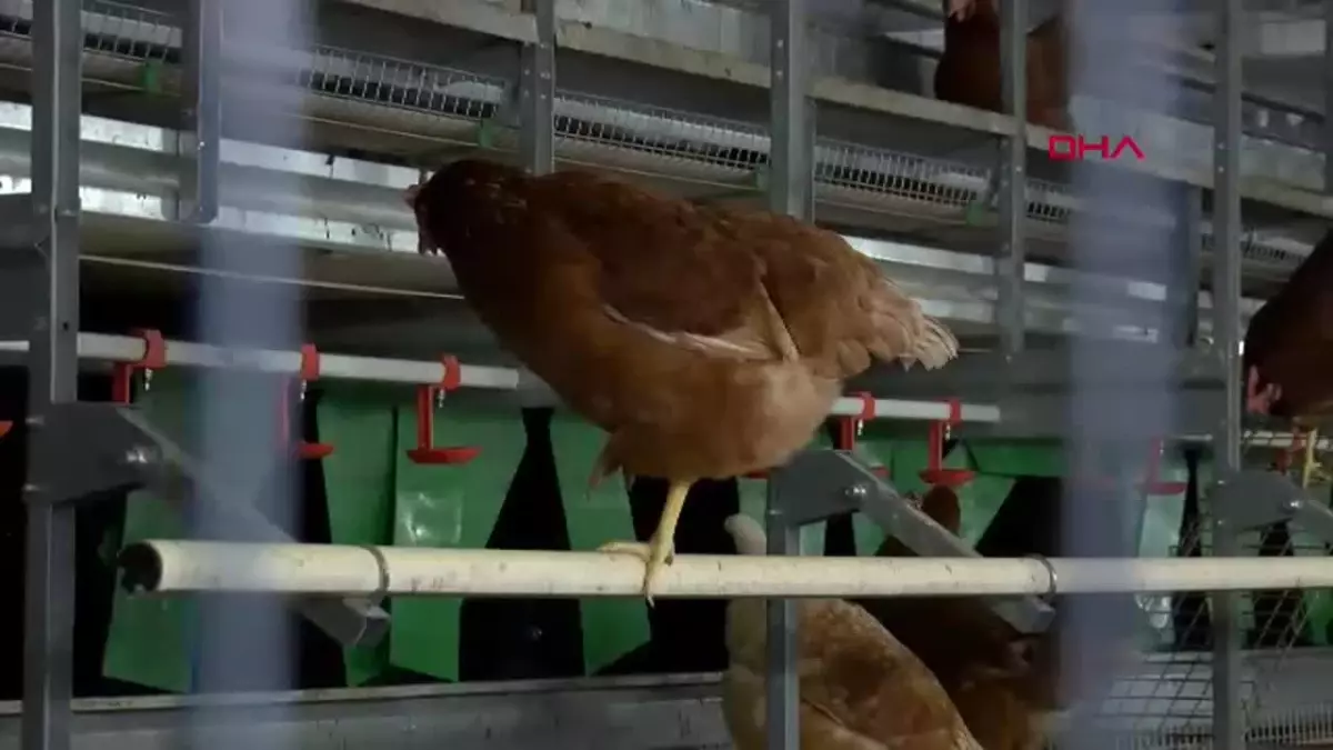 Uludağ Üniversitesi\'nde Kafessiz Yumurtacılık Sistemi