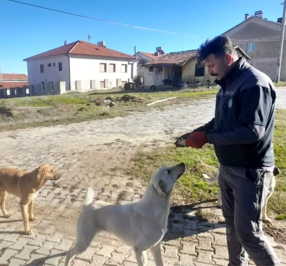 Sokak Hayvanlarına Destek Veren İki Çalışan