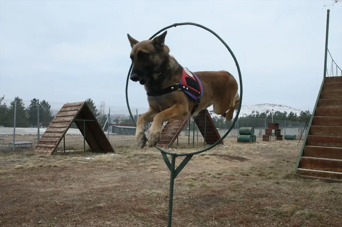 Kars\'ta Güvenlik için Hassas Burunlu Köpekler