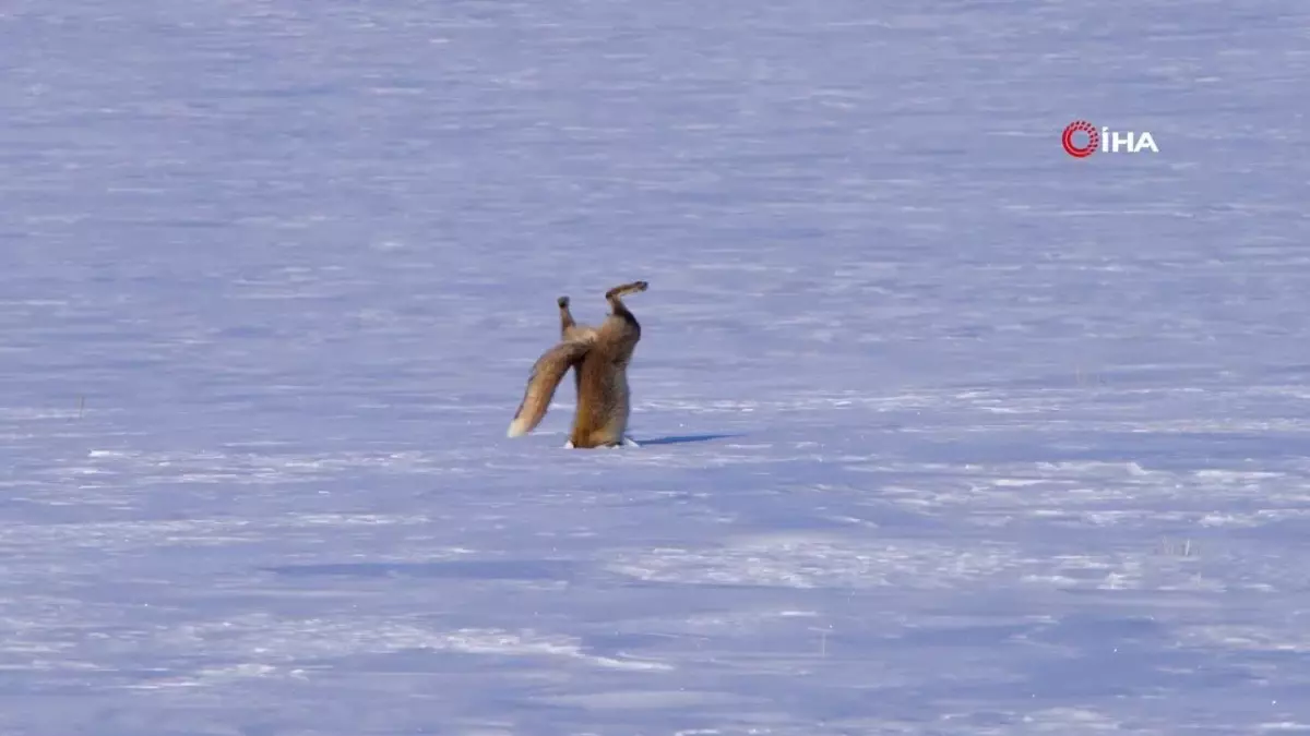 Kars\'ta Kızıl Tilkinin Fare Avı