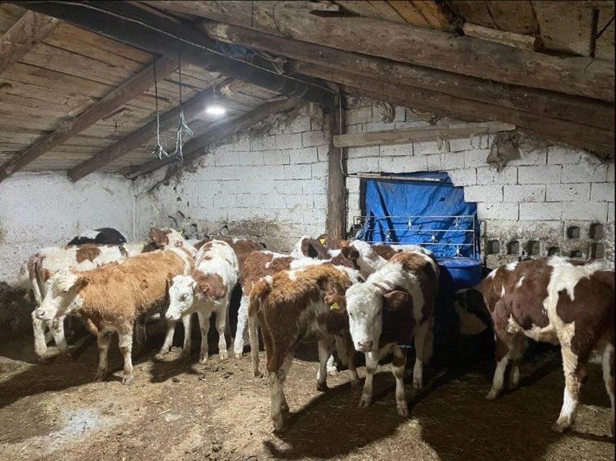 Kayseri\'de Büyükbaş Hayvan Dolandırıcılığı: 4 Şüpheli Yakalandı