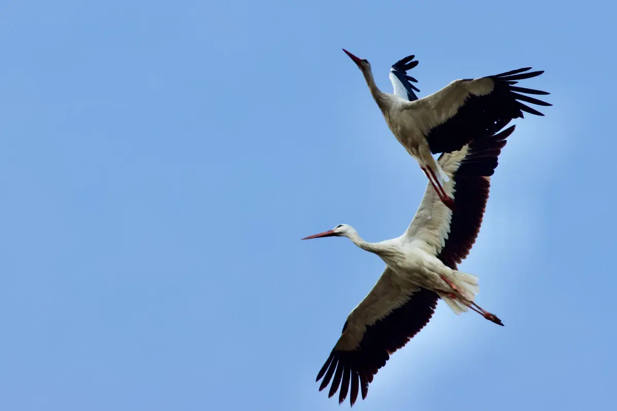 Türkiye, Göçmen Kuşların Önemli Rotası