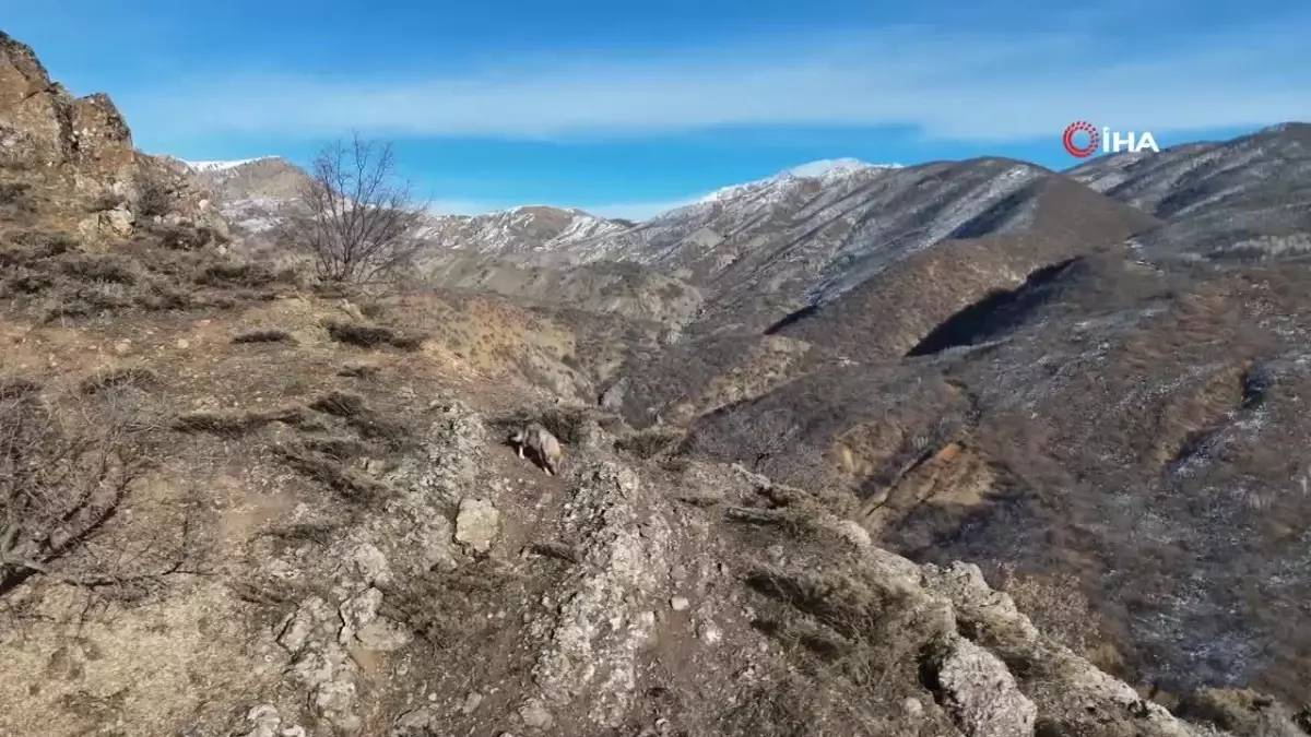 Tunceli\'de Dronla Kurt Görüntülendi