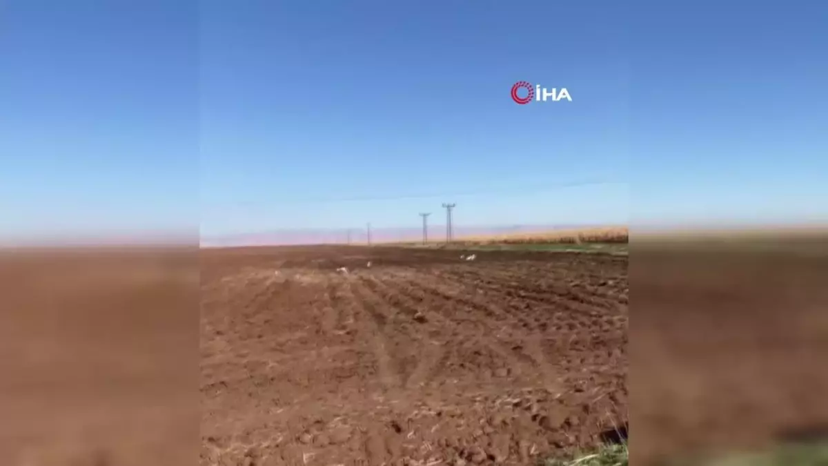 Mardin\'de Akbalıkçıl Kuşları Erken Geldi