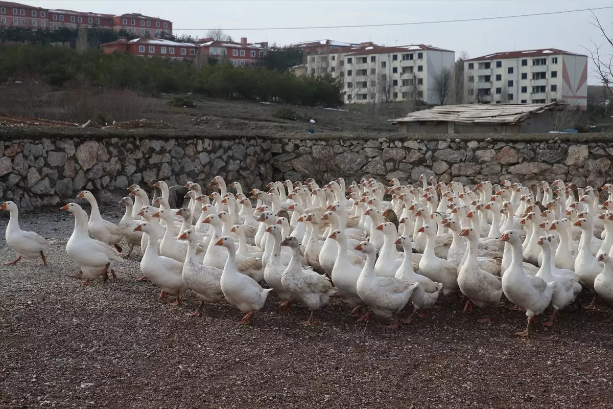 Tokat\'ta Kaz Yetiştiriciliği Başarısı