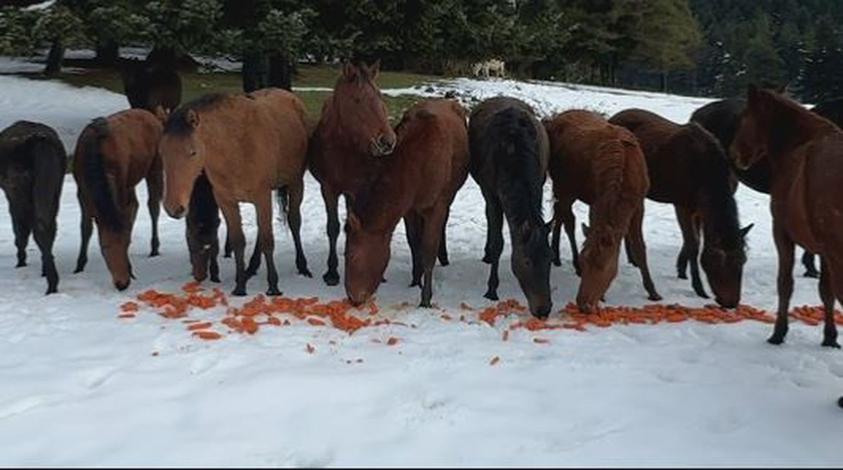 Doğasever Gökhan Bilen, Yılkı Atlarını Havuçla Besledi