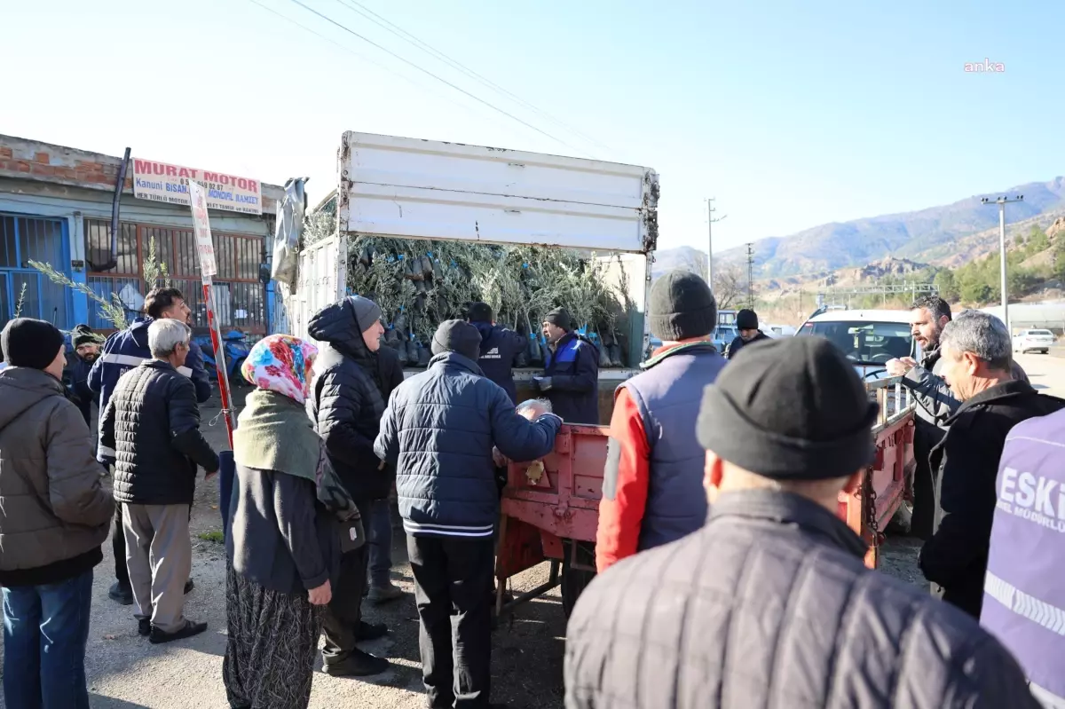 Eskişehir\'de 17 Bin Gemlik Zeytin Fidanı Dağıtıldı