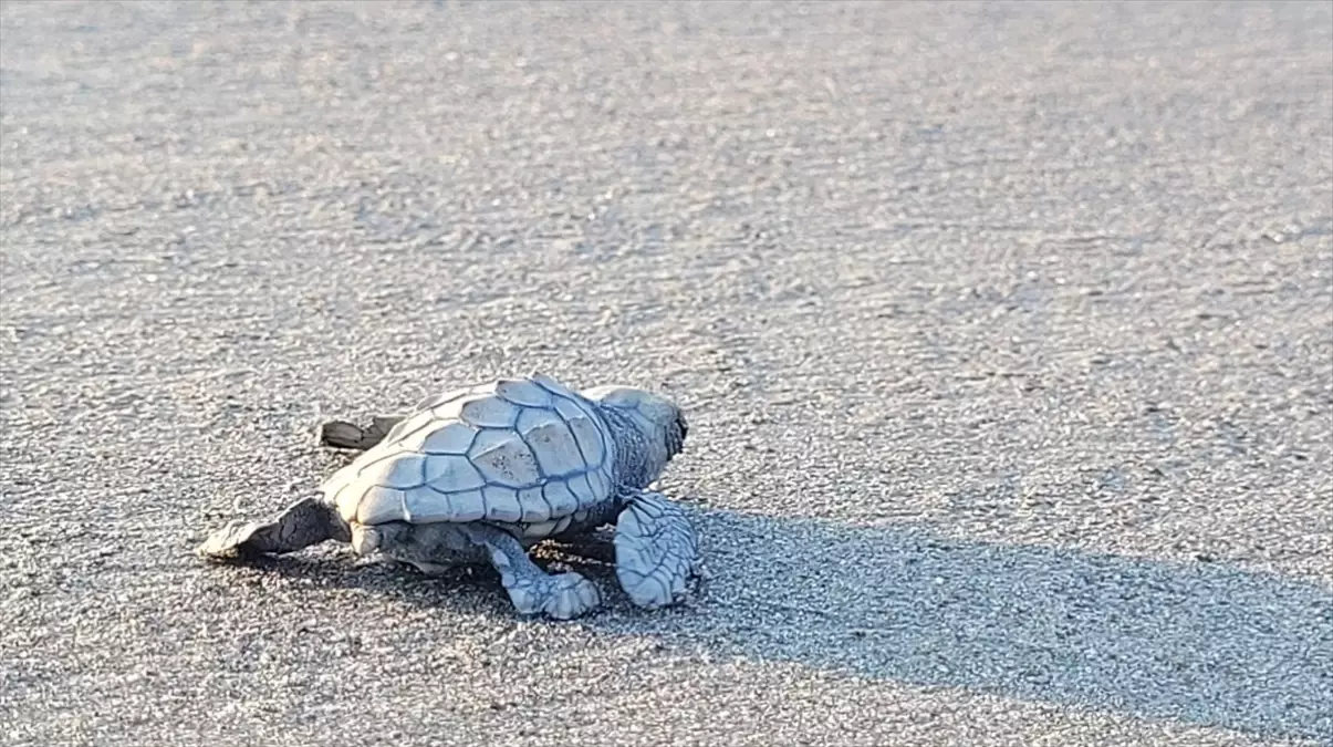 Caretta Carettalar İçin Yeni Önlemler