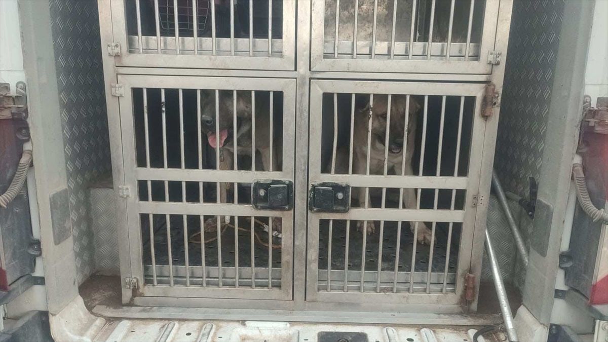 Kırıkkale\'de Köpek Dövüşüne Cezası