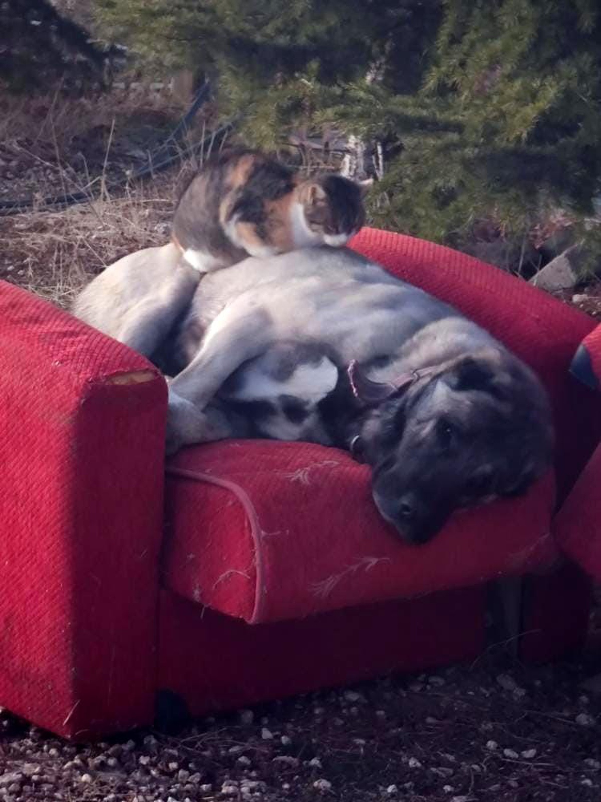 Kedi ve Köpekten İç Isıtan An