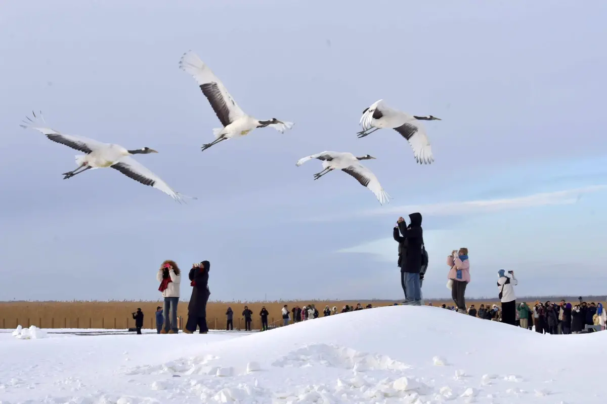 Qiqihar\'da Japon Turnaları Turist Çekiyor