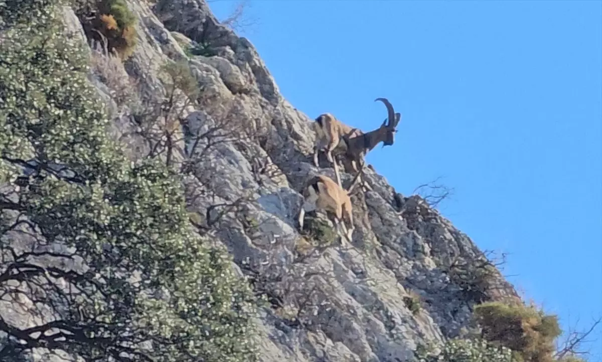 Kaş\'ta Dağ Keçileri Görüntülendi