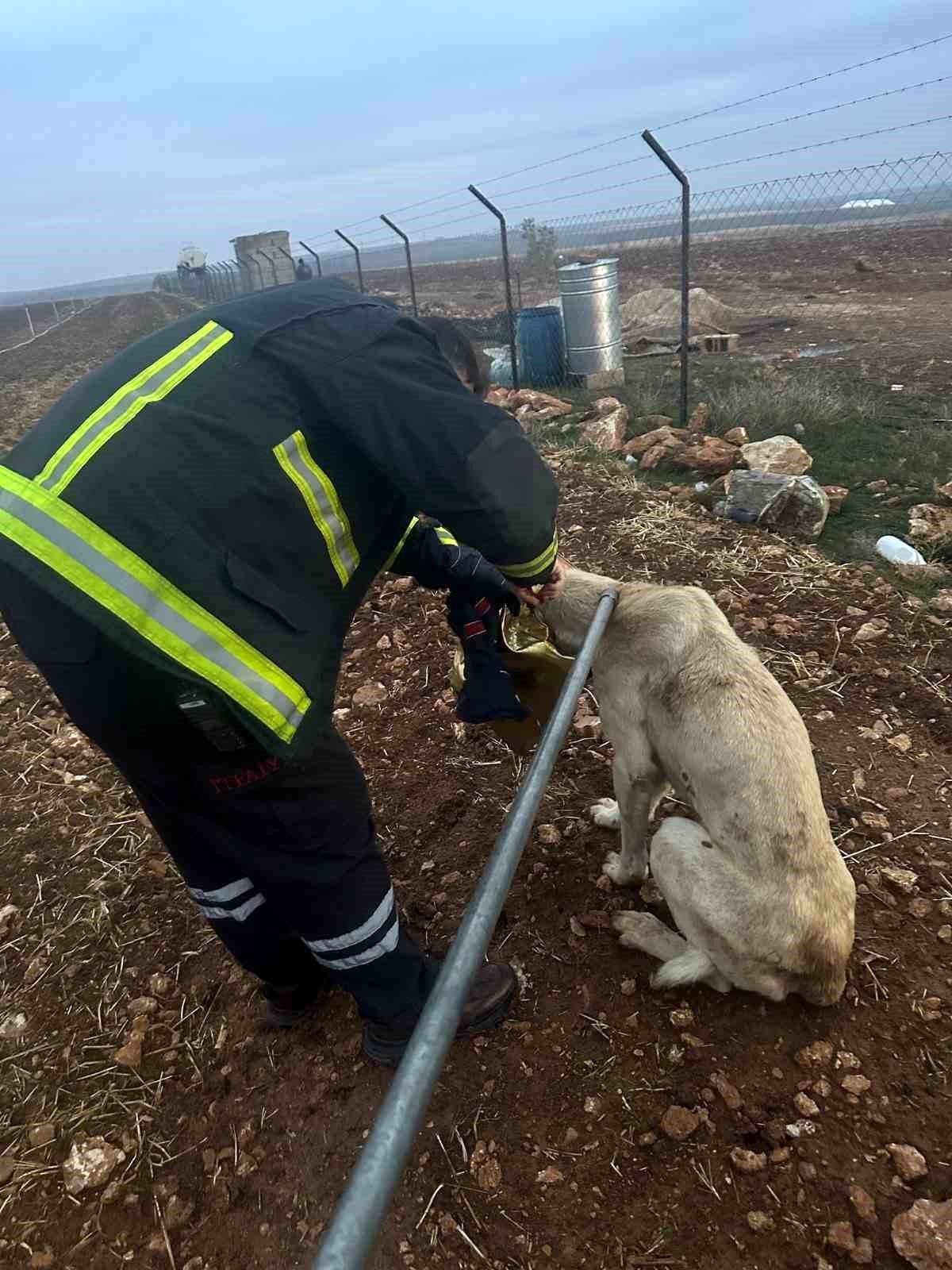 Kızıltepe\'de Sıkışan Köpek Kurtarıldı
