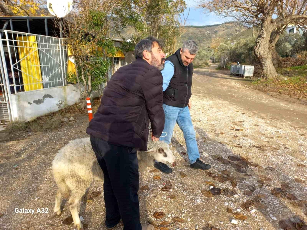Balıkesir\'de Koyun Kurtarma Operasyonu Başarıyla Sonuçlandı