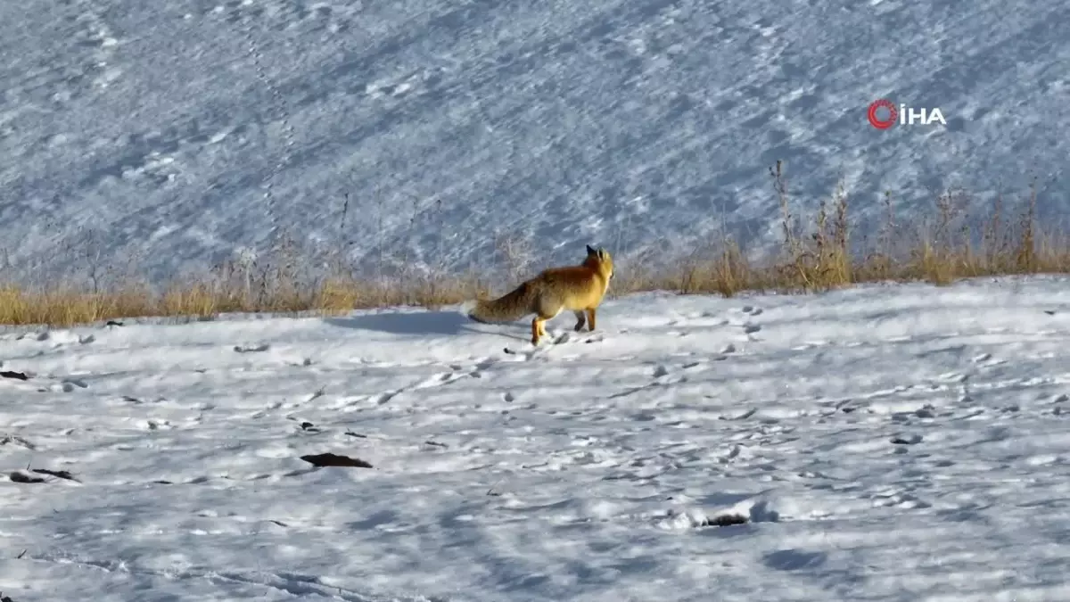 Kızıl Tilki Dondurucu Soğukta Yiyecek Ararken Görüntülendi