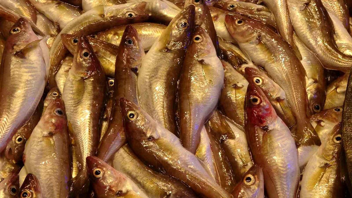 Karadeniz\'de Mezgit Bolluğu
