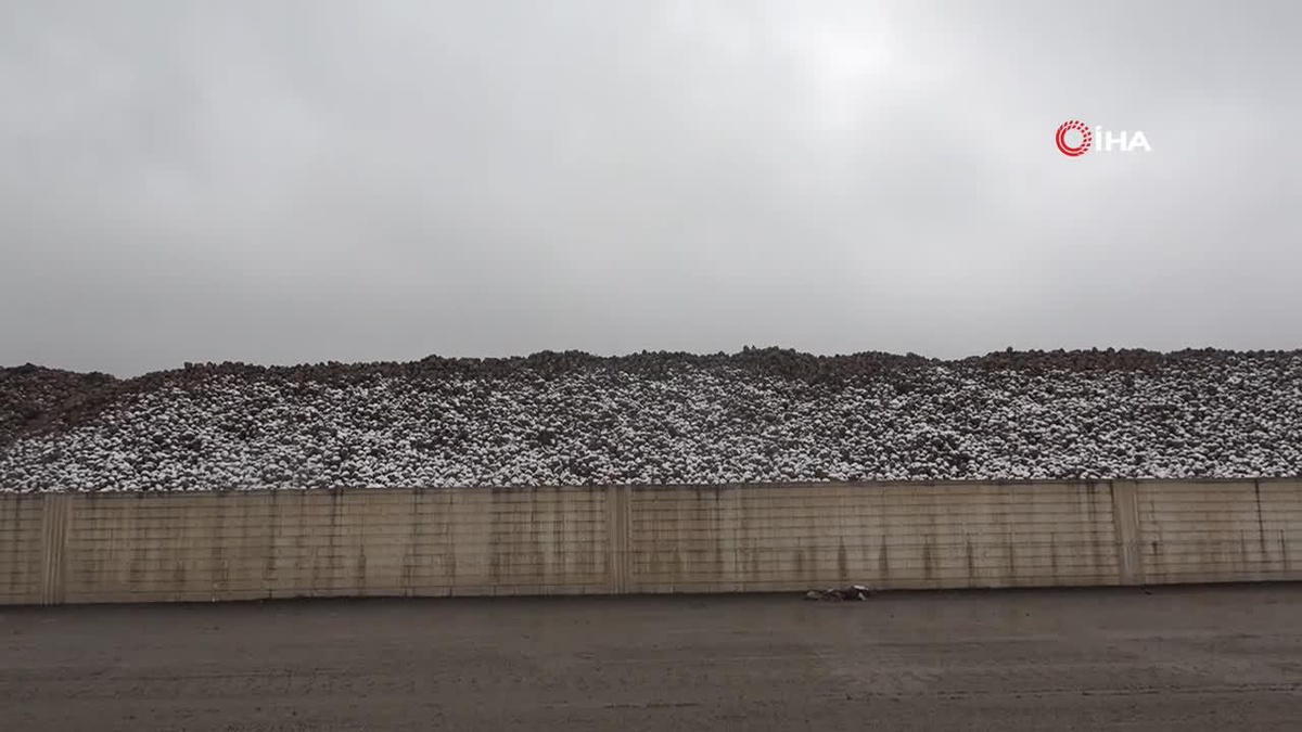 Muş\'ta Rekor Şeker Pancarı Alımı