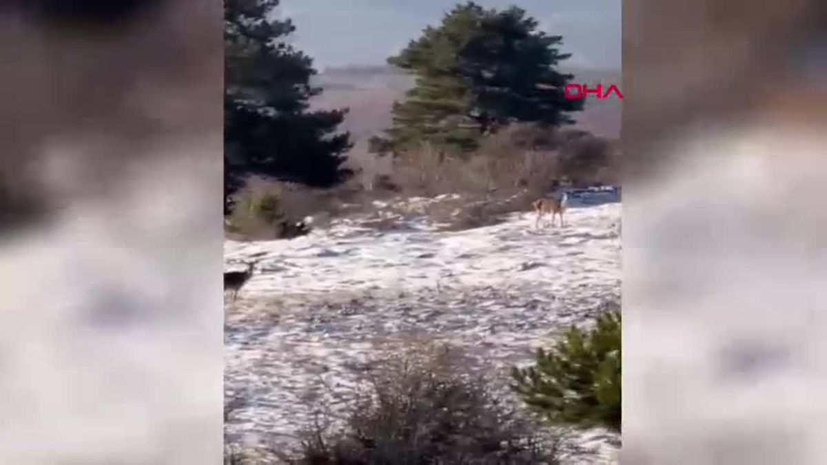 Kızıl Geyikler Yedigöller Milli Parkı\'nda Görüntülendi