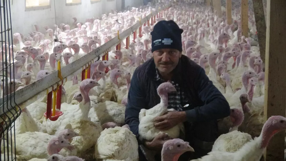 Bolu\'da Yılbaşı İçin 150 Bin Hindi Hazırlandı