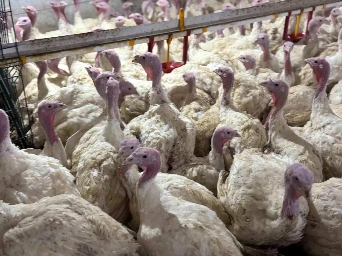 Bolu\'da Hindi Üretimi Artıyor