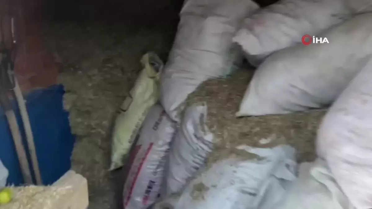 Elmalar Samanlıkta Saklanıyor