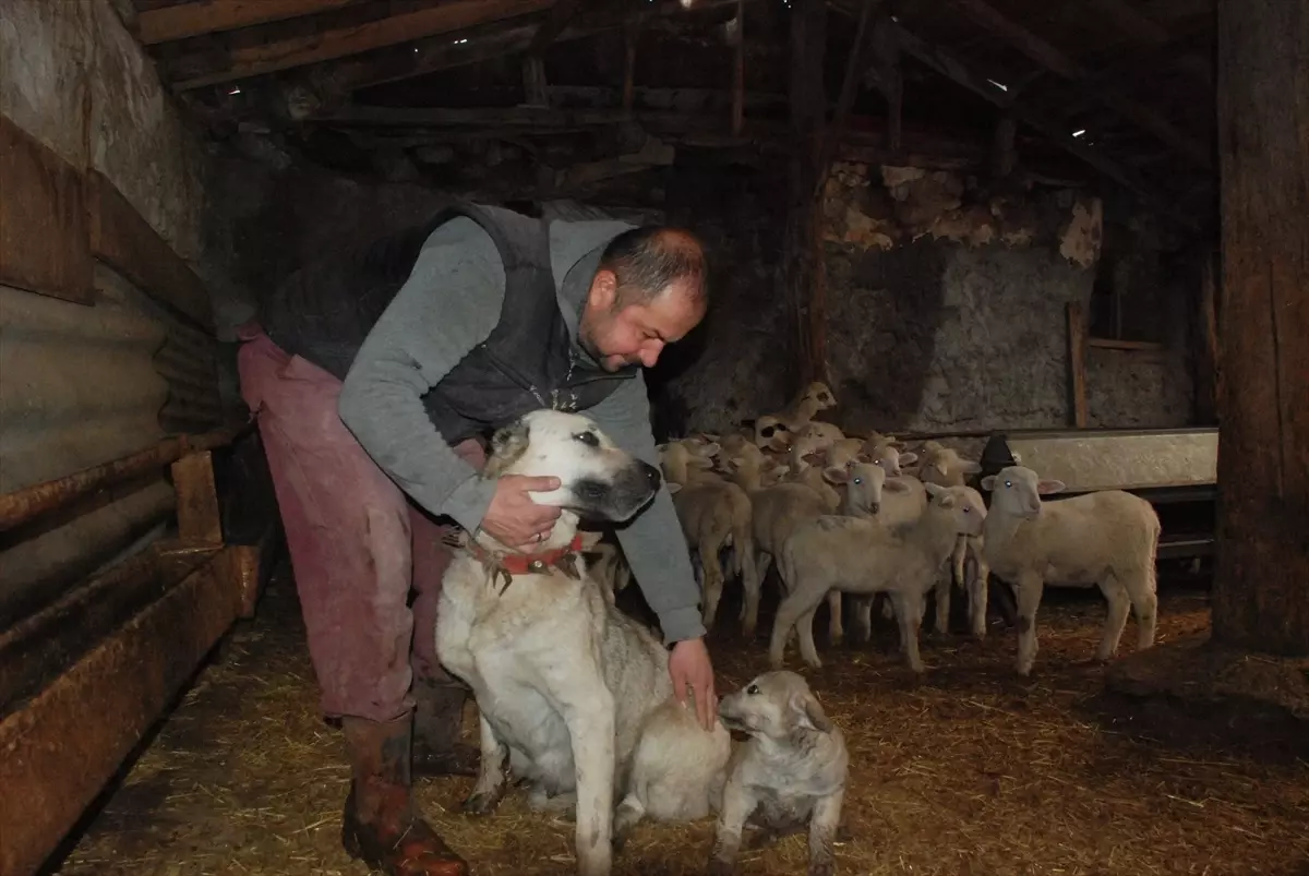 Çoban Köpeği 6 Kuzuyu Emziriyor