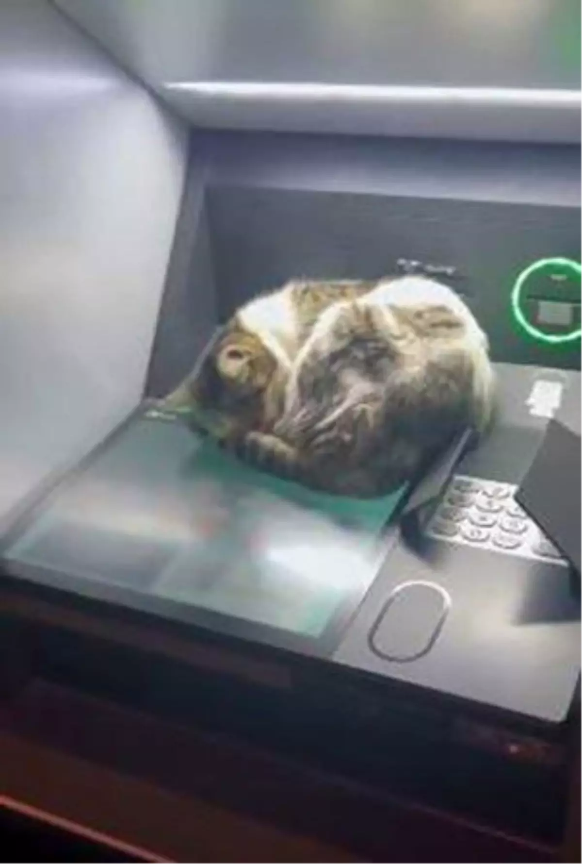 Elazığ\'da ATM Üzerinde Yatan Kedi Hayran Bıraktı