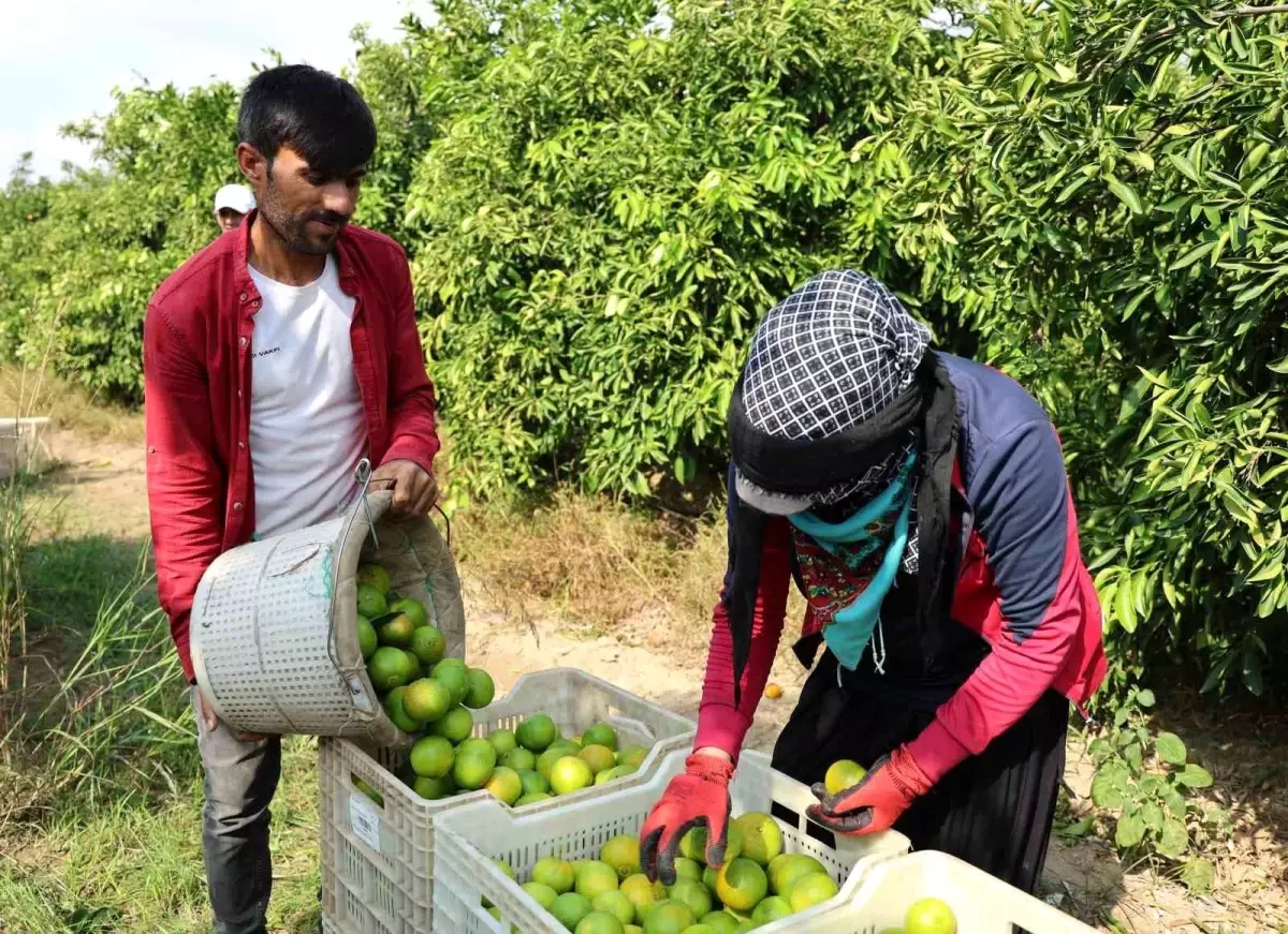 Suriyeli Tarım İşçileri Ülkelerine Dönüyor