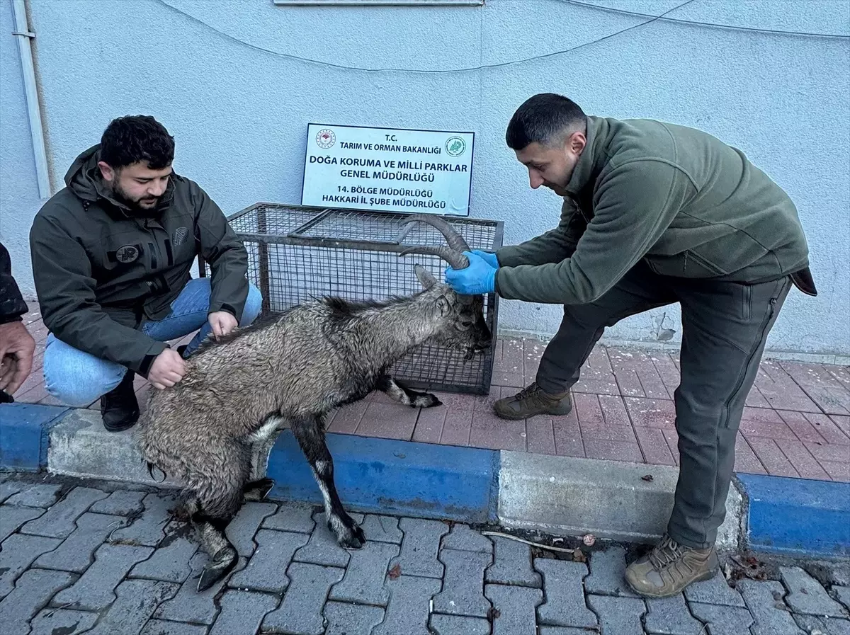 Yaralı Dağ Keçisi Tedavi Altında