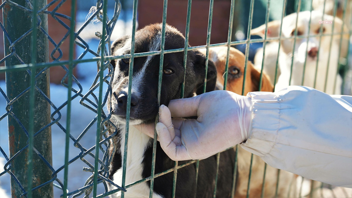 Keçiören Belediyesi, Pati Yaşam Köyü\'nde Üç Sokak Köpeğini Sahiplendirdi
