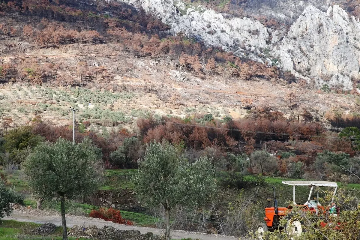 Muğla\'da Yangın Sonrası Zeytin Fidanı Dağıtımı