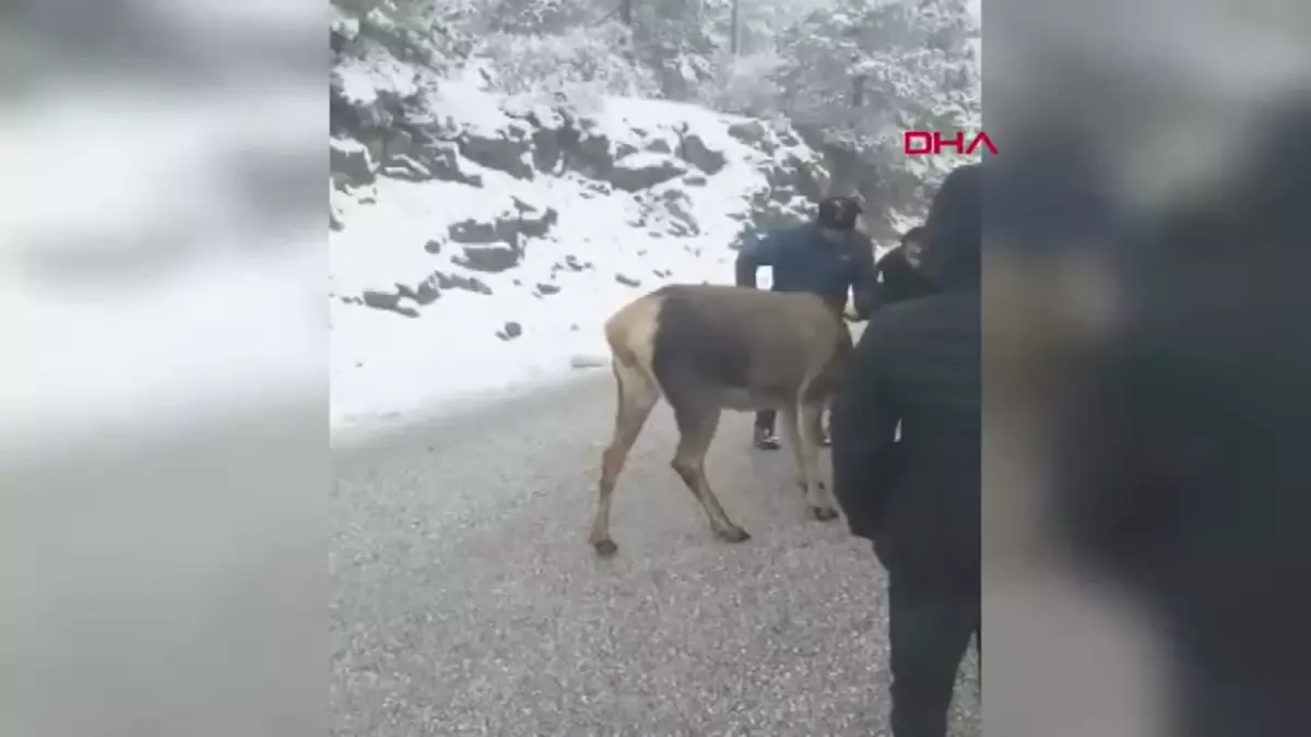 Kızılgeyiği Besleme Anları Salda Kayak Merkezi\'nde Eğlenceye Dönüştü