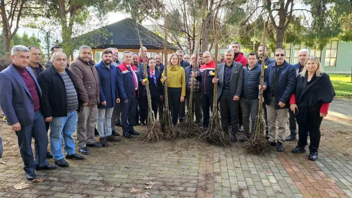 Nazilli\'de Kestane Fidanı Dağıtımı Gerçekleştirildi