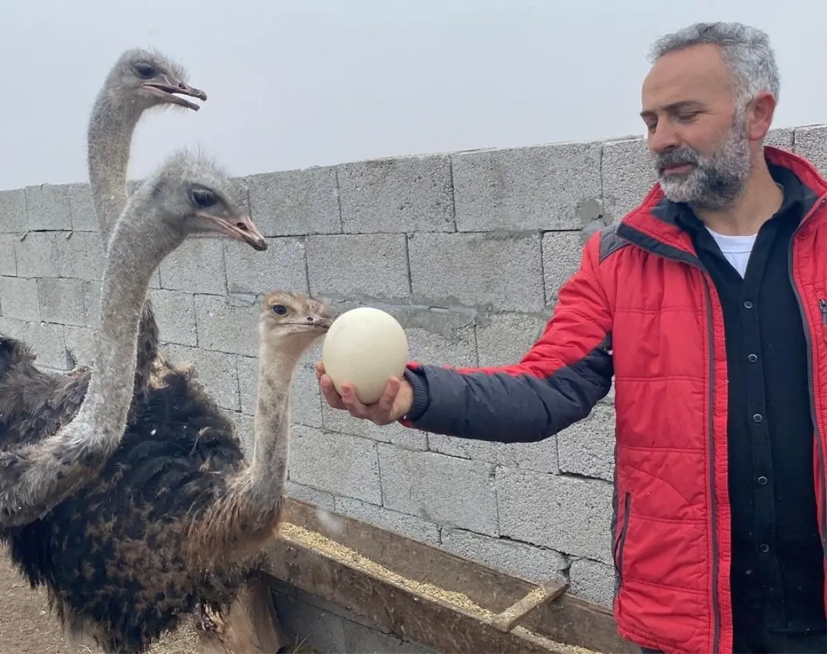 22 Yıllık Hayalini Gerçekleştirdi: Deve Kuşu Yetiştiriciliğine Başladı