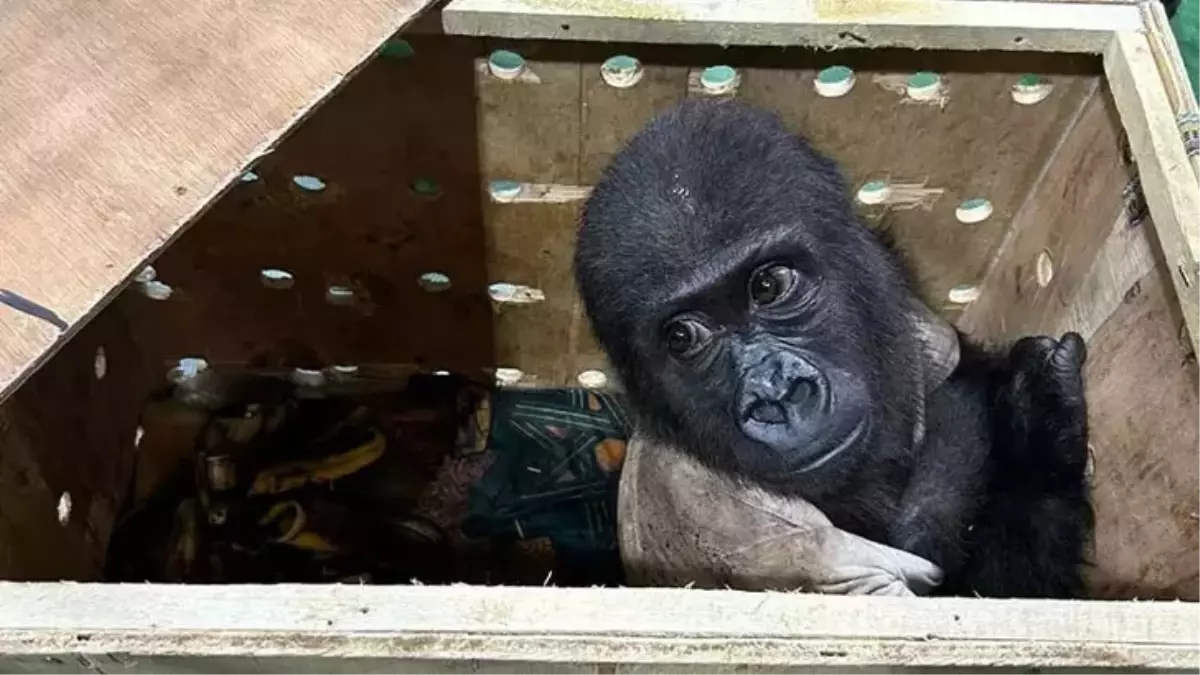 Tayland Polisi, Kaçak Goril Yavrusunu Takip Ediyor