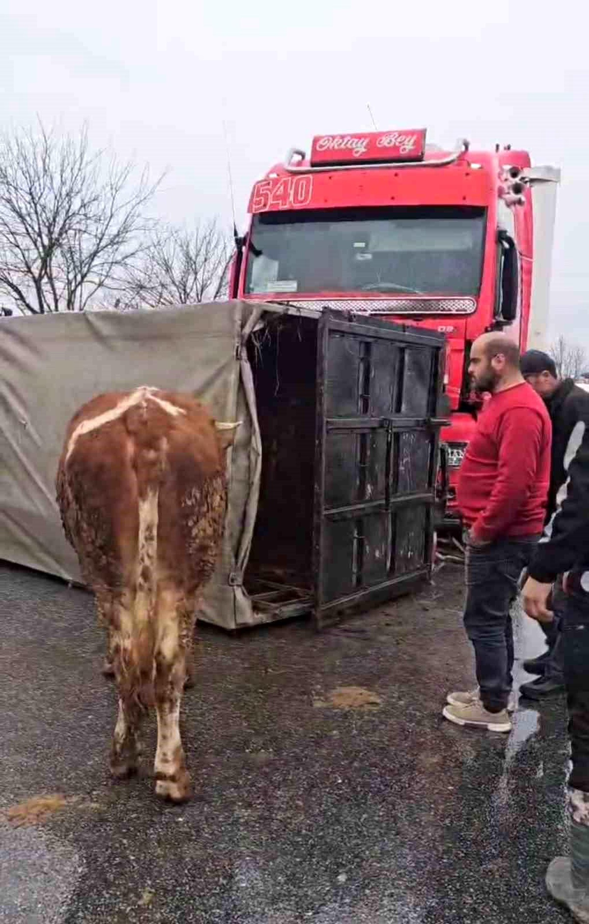 Düzce\'de Hayvan Taşıyan Kamyona Tır Çarptı